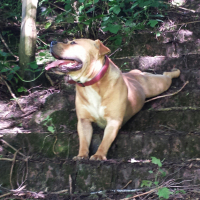 Photo de profil de pit