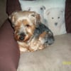 Photo de Wendy, Yorkshire Terrier