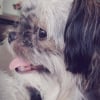 Photo de Aria, Shih Tzu