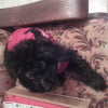 Photo de Delair , Caniche