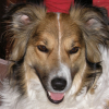 Photo de Dandy