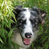 Photo de profil de Filou