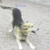 Photo de Balto