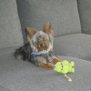 Photo de cookie