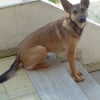 Photo de Bobi
