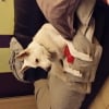 Photo de Jaihio, Berger Blanc Suisse