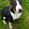Photo de fastoch, Bull Terrier