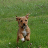 Photo de Milo