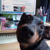 Photo de Kyra, Pinscher