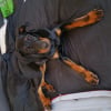 Photo de Promesse , Beauceron