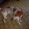 Photo de fidji