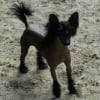 Photo de Gizmo