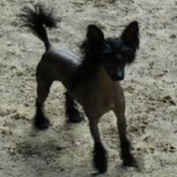 Photo de profil de Gizmo