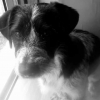 Photo de Olaf