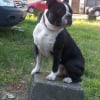 Photo de Verdi