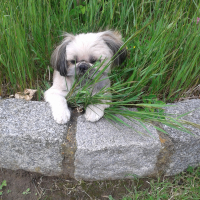 Photo de profil de Fidji