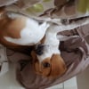 Photo de Loopy