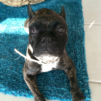Photo de profil de Havane 