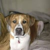 Photo de Dexter