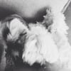Photo de Capucine
