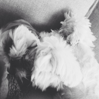 Photo de profil de Capucine