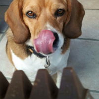Photo de profil de HUGO