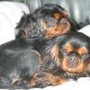 Photo de Summer et Lover, King Charles Spaniel