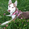 Photo de Sansa