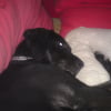 Photo de louna