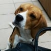 Photo de Lord, Beagle