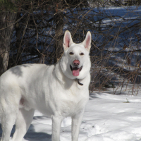 Photo de profil de Gowan