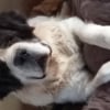 Photo de FLICKA, Saint-Bernard