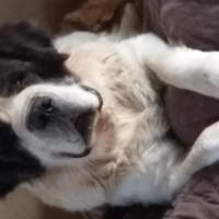 Photo de profil de FLICKA