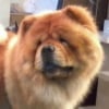 Photo de Bary Boy, Chow Chow