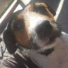 Photo de hasta, Parson Russell Terrier