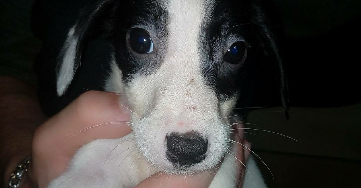 Profil de PUPUCE - Woopets