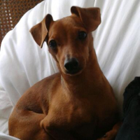 Photo de profil de Houpy