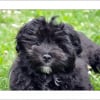 Photo de Marley