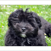 Photo de profil de Marley