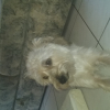 Photo de Shadow