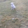 Photo de Maya, Dogue Argentin