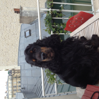Photo de profil de FORREST