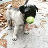 Photo de Merlin