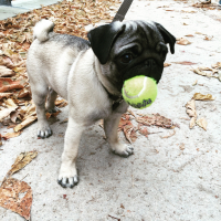 Photo de profil de Merlin