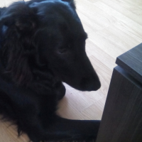 Photo de profil de Tarja