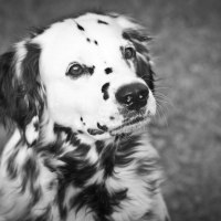 Photo de profil de Breska