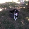 Photo de Kali