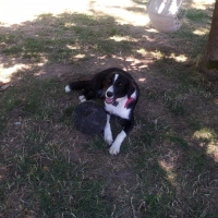 Photo de profil de Kali