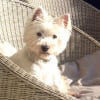 Photo de Tom, West Highland White Terrier