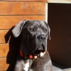 Photo de Jason, Cane Corso